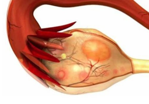 幫助卵泡天然發(fā)育的食物有哪些？這些促排食物千萬別錯過